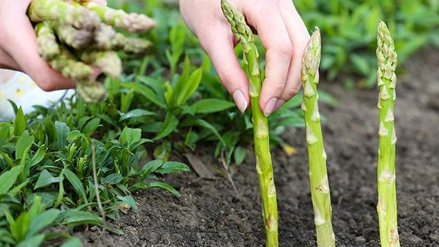 Cách trồng măng tây không khó như bạn nghĩ